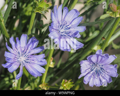 Common Chicory or Cichorium intybus flower blossoms commonly called blue sailors, chicory, coffee weed, or succory cultivated for herbal coffee drink. Stock Photo