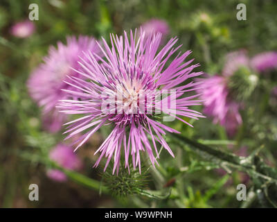 Pink blossom and bud of wild Galactites tomentosa Thistle. Purple milk thistle is a herbaceous plant of the Asteraceae family. Violet flower close up. Stock Photo