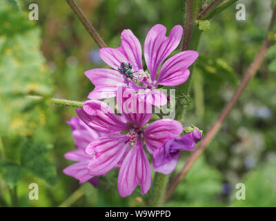 Pink flower close up. High, Tall Mallow Herbaceous biennial plant. Flowers large, showy, purple with dark venation. Malva Sylvestris, family Malvaceae Stock Photo