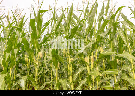 Cornfield close-up on sunny summer day. Agriculture, harvest and farm concept. Genetically modified and transgenic corn for export, produced in Brazil Stock Photo