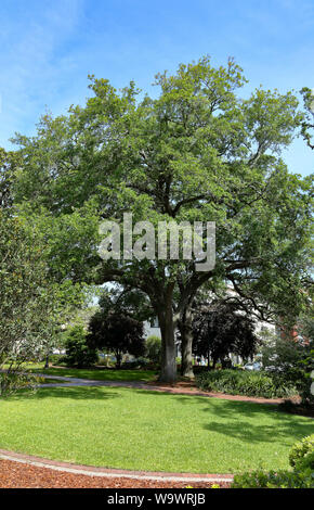Large live oak tree in a park in Savannah, Georgia Stock Photo