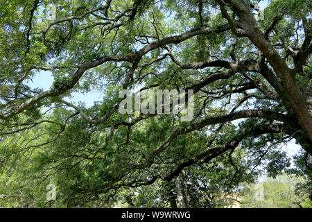 Large live oak tree in a park in Savannah, Georgia Stock Photo