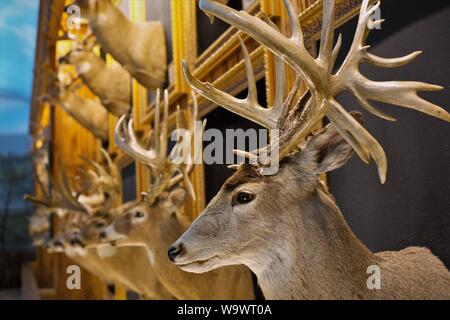 Taxidermy deer heads on display in the Bucks and Bulls room at the Wonders of Wildlife National Museum and Aquarium in Springfield, MO, USA. Stock Photo