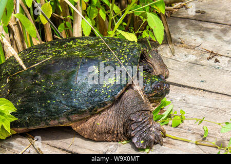 A common snapping turtle emerges from the swampy wetlands and lush foliage lining a boardwalk, into the sunlight. Stock Photo