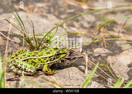 A green frog, with black spots, sits on the rocky ground amid a scattering of grass, remaining still in hopes that it is not seen. Stock Photo