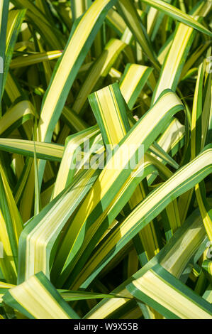 Bright tropical close-up of sunny garden filled with long green and yellow variegated leaves of the chlorophytum comosum spider plant Stock Photo