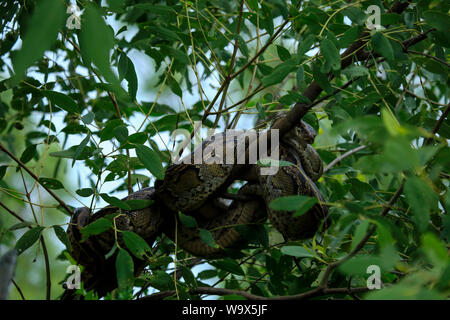 Sundarbans Python A Burmese Python inside the Sundarbans, the world's largest mangrove ...