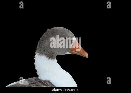 Goose head cutout in profile on a black background. The goose has a blue eye. Stock Photo