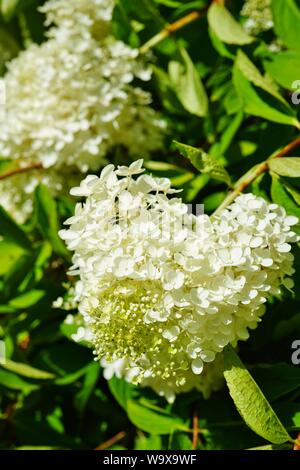 White heads of weeping hydrangea paniculata flowers Stock Photo