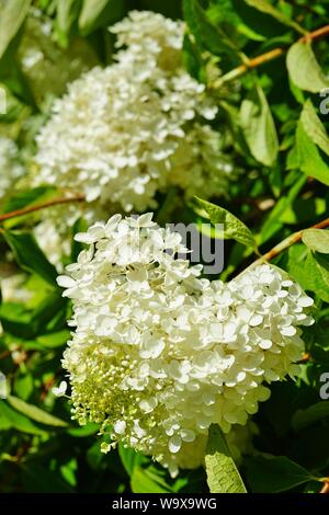 White heads of weeping hydrangea paniculata flowers Stock Photo