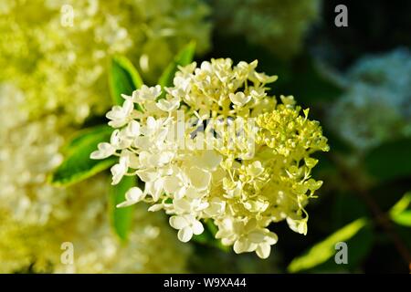 White heads of weeping hydrangea paniculata flowers Stock Photo