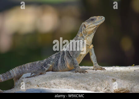 Iguana on a rock in the sun and some green grass Stock Photo