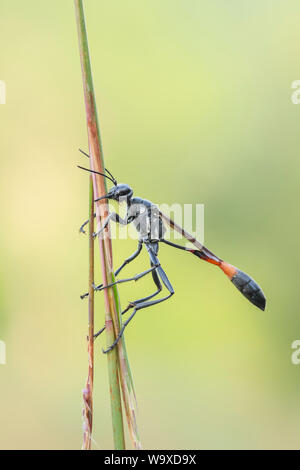 A Thread-waisted Wasp (Ammophila procera) clings to its overnight roost on a grass stem in the early morning. Stock Photo