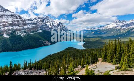 Peyto Lake - A panoramic view of bright blue Peyto Lake surrounded by dense evergreen forest and snow-covered mountains, Banff National Park, Canada. Stock Photo