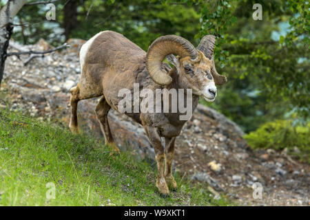 Wild Ram - A bighorn sheep ram walking and grazing on a steep hill at side of Two Jack Lake on a Spring morning, Banff National Park, Alberta, Canada. Stock Photo