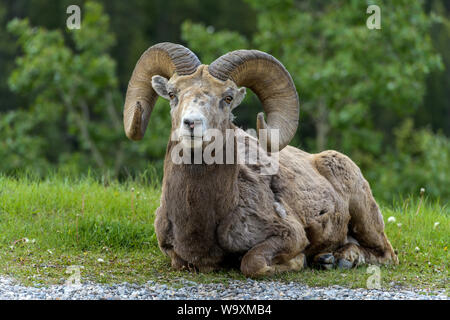 Bighorn Sheep - A front view of a bighorn sheep ram resting on a green meadow near Two Jack Lake on a Spring morning, Banff National Park, AB, Canada. Stock Photo