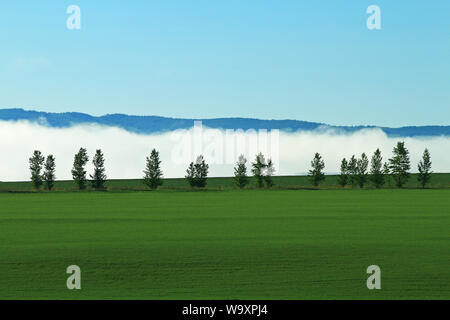 The hulunbuir morning mist of the field Stock Photo