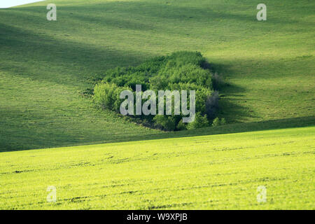 The field of heart-shaped trees Stock Photo