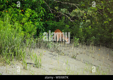 An Indian muntjac (Muntiacus muntjak), also called southern red muntjac and barking deer, in Sundarbans, the largest mangrove forest in the world. Ban Stock Photo