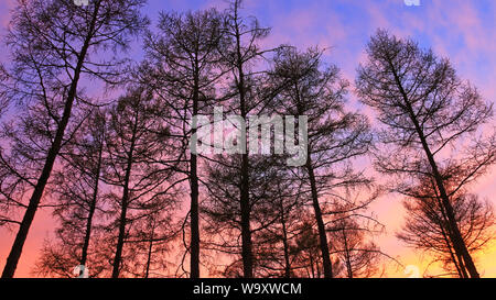 Pine afterglow Stock Photo