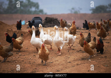 poultry Stock Photo