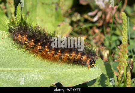 Moving hairy caterpillar of garden tiger moth (Arctia caja) Stock Photo