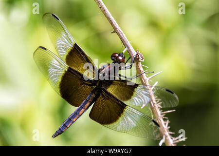 Widow Skimmer (Libellula luctuosa) dragonfly in prairie Stock Photo