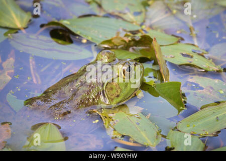Huge American bullfrog hiding in the water over macrophytes Stock Photo