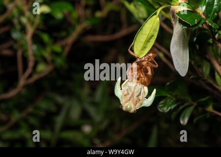 Emergence of Large brown cicada ( Graptopsaltria nigrofuscata ), Setagaya-Ku, Tokyo, Japan Stock Photo