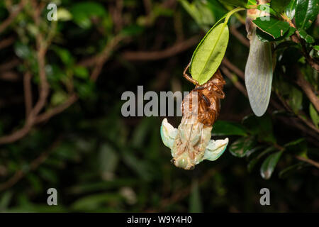 Emergence of Large brown cicada ( Graptopsaltria nigrofuscata ), Setagaya-Ku, Tokyo, Japan Stock Photo