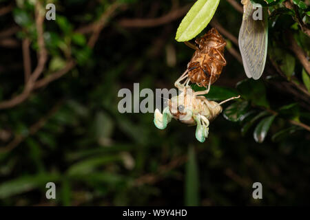 Emergence of Large brown cicada ( Graptopsaltria nigrofuscata ), Setagaya-Ku, Tokyo, Japan Stock Photo