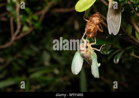 Emergence of Large brown cicada ( Graptopsaltria nigrofuscata ), Setagaya-Ku, Tokyo, Japan Stock Photo