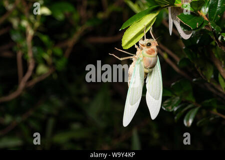 Emergence of Large brown cicada ( Graptopsaltria nigrofuscata ), Setagaya-Ku, Tokyo, Japan Stock Photo