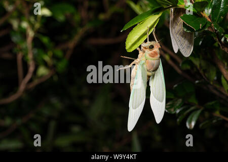 Emergence of Large brown cicada ( Graptopsaltria nigrofuscata ), Setagaya-Ku, Tokyo, Japan Stock Photo