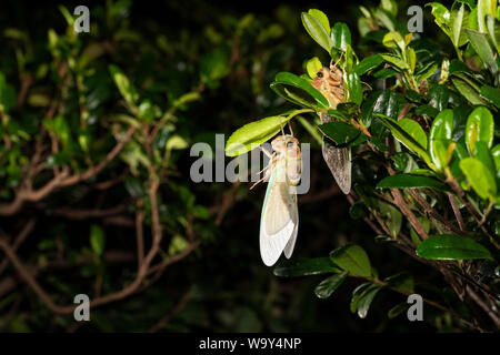 Emergence of Large brown cicada ( Graptopsaltria nigrofuscata ), Setagaya-Ku, Tokyo, Japan Stock Photo