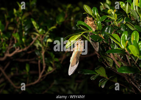 Emergence of Large brown cicada ( Graptopsaltria nigrofuscata ), Setagaya-Ku, Tokyo, Japan Stock Photo