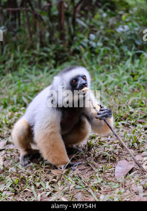 Diademed Sifaka (Propithecus diadema) Stock Photo