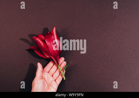 Hand holding exotic red flower top view background. Blooming tropical hibiscus on brown backdrop. Fresh lily bud in open palm. Amaryllis botanical wal Stock Photo