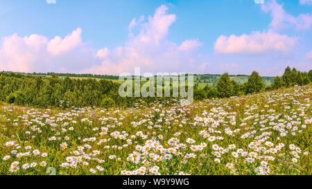 Serene pink summer sunrise over chamomile meadow on slope of hill. At horizon green hills with forests and fields in foggy haze. Idyllic summer scene Stock Photo