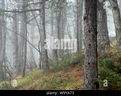 Foggy pine tree forest at winter season Stock Photo