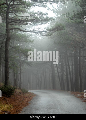 Foggy road through pine tree on mountain Biokovo in Croatia at winter season Stock Photo