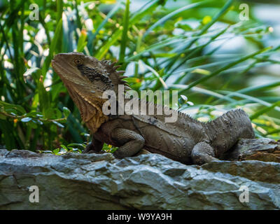 Australian Reptile, Eastern Water dragon lizard, making like a statue, hiding in plain sight, sun baking on a rock, Australia Stock Photo