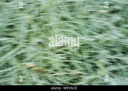 Defocused dynamic abstract background. Motion effect decorative backdrop. Natural summer blurry light and dark green pink texture. Fresh no focus plan Stock Photo