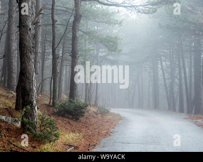 Pine trees in foggy forest and mountain road in Croatia Stock Photo