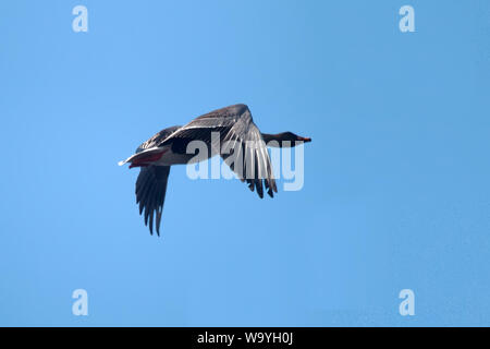 Forest bean goose subspecies (Anser fabalis fabalis) in flight Stock Photo