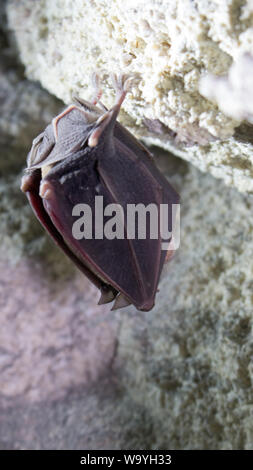 Bats sleep in dungeon upside down, wrapped in wings like black cloak, like devil in darkness. Horseshoe-nosed bat (Rhinolophus ferrumequinum); wings c Stock Photo