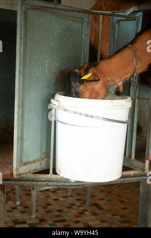 brown goat eating in a white bucket in a stable Stock Photo