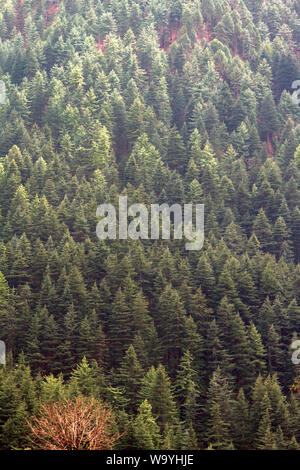 Himalayan fir (Abies spectabilis) on the slope of the Pre-Himalayas, Shiva mountain. Dense thickets of old high-stem trees Stock Photo