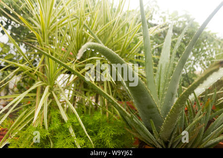 Spiky Agave variegated plant (Agave tequilana) with water on leaves after rainfall. Sprinkle drizzle mist shower of raindrops on Tree leaves. Rain dro Stock Photo