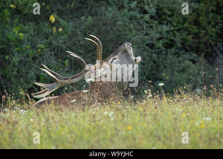 Adult dominant red deer stag, cervus elaphus, laying down and roaring on a green meadow with flowers in rutting season in autumn. Low angle view of ma Stock Photo